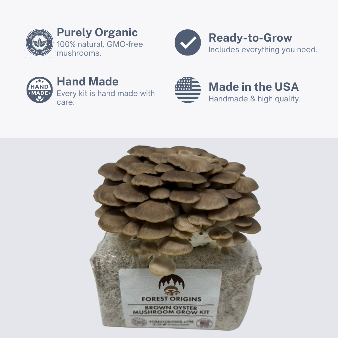 BROWN OYSTER MUSHROOM GROW KIT