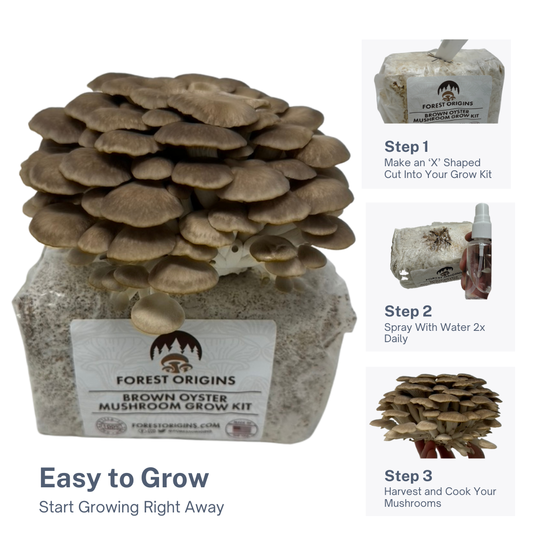 BROWN OYSTER MUSHROOM GROW KIT