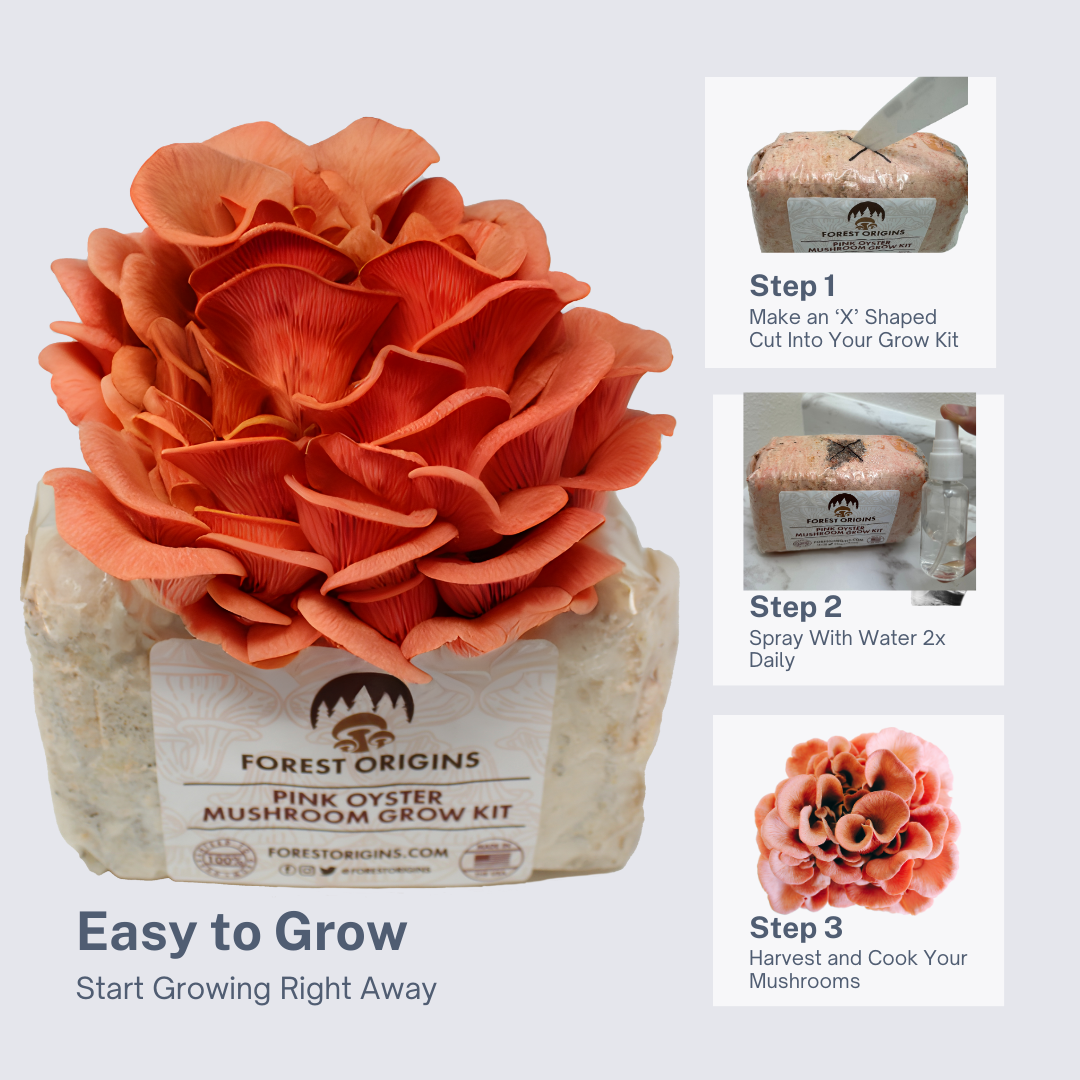 PINK OYSTER MUSHROOM GROW KIT