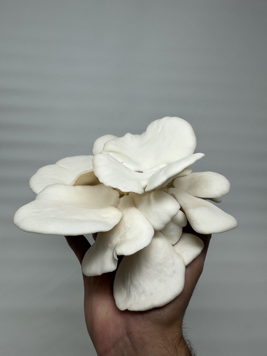 Freshly harvested white oyster mushroom cluster held in a hand