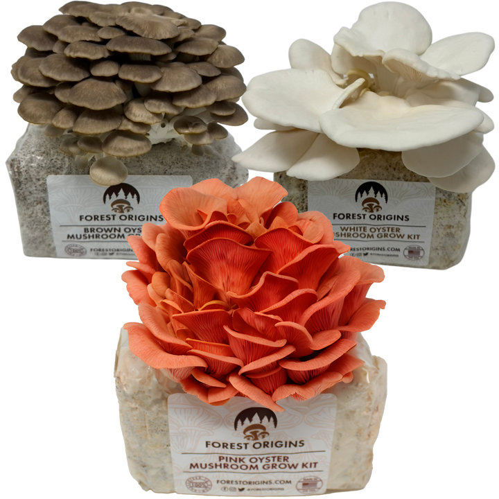 Forest Origins Pink, White, and Brown oyster mushroom grow kit Trio