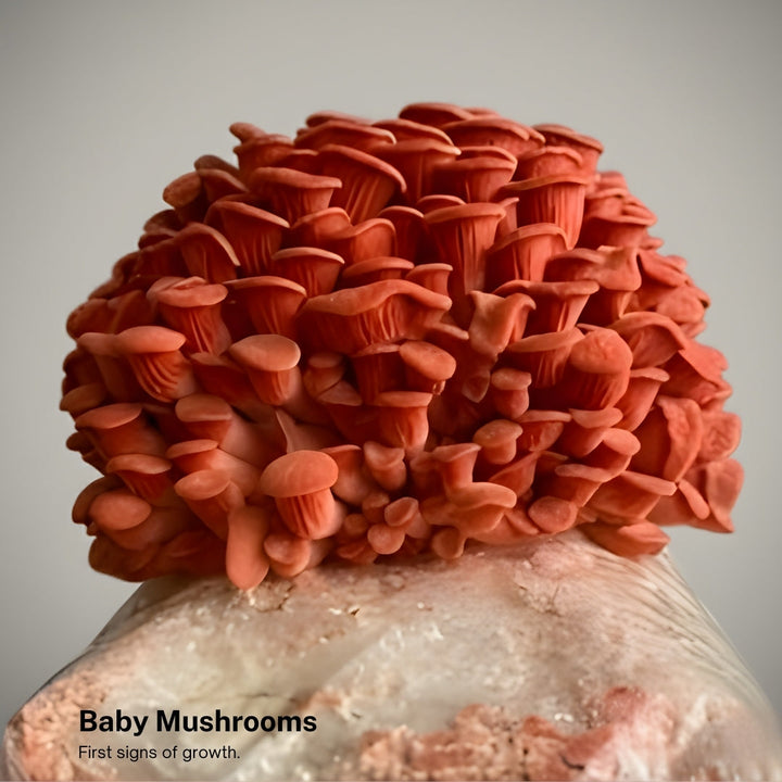 Pink oyster mushrooms developing on a home grow kit block