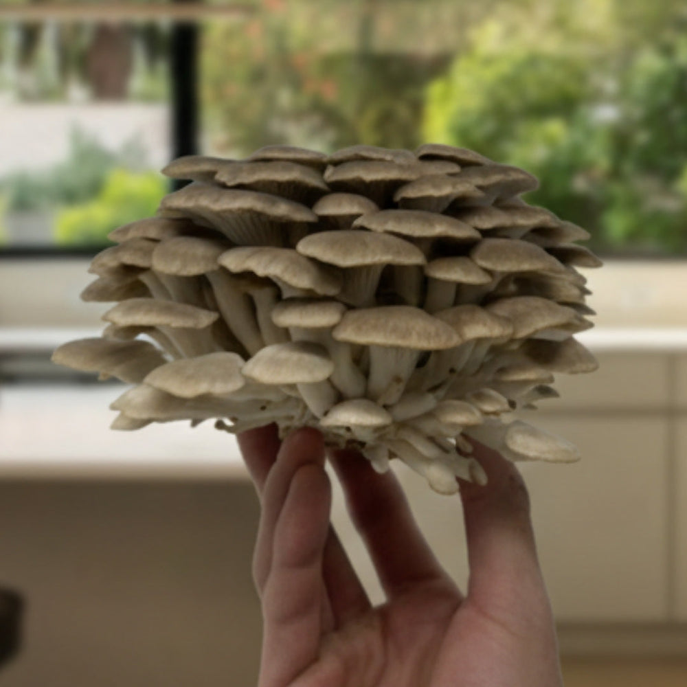 Freshly harvested brown oyster mushroom cluster held indoors
