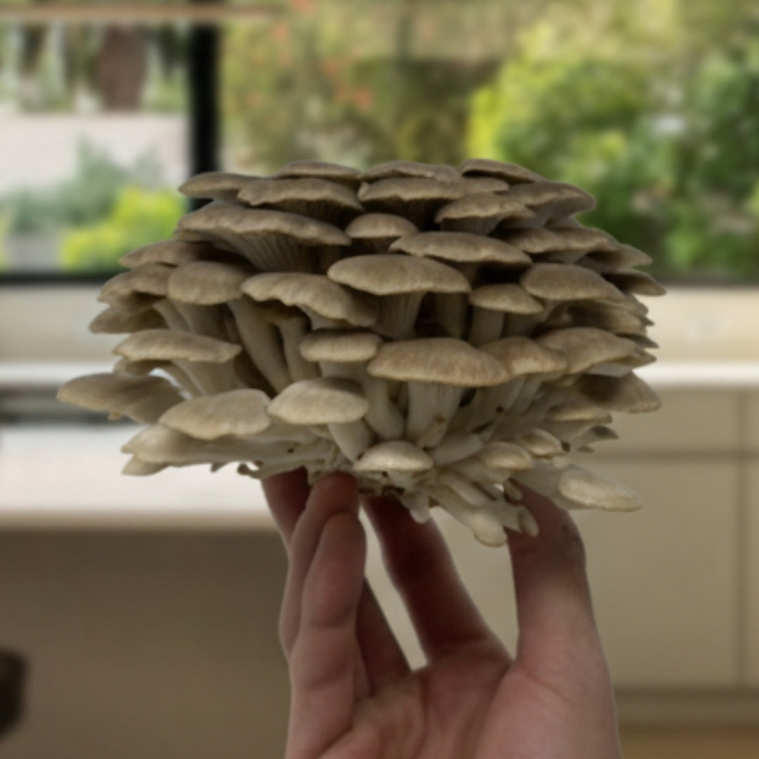 Freshly harvested brown oyster mushroom cluster held indoors