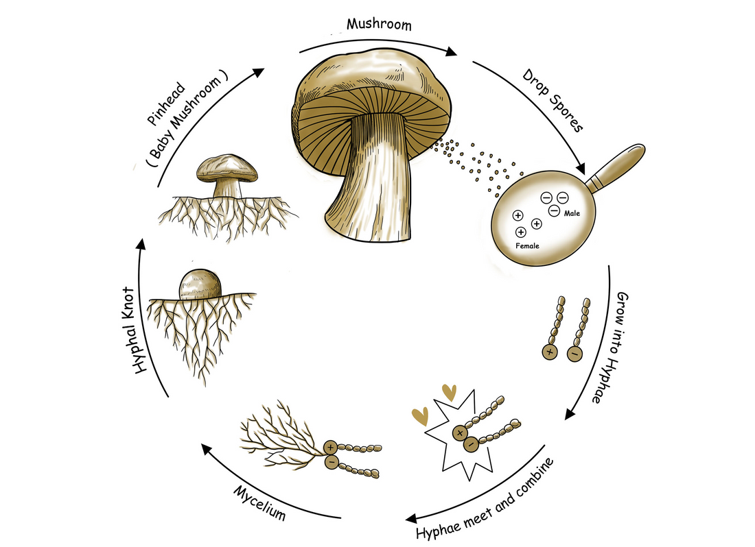 A diagram showing the different stages of the mushroom life cycle, including dropping spores, growing into hyphae, forming mycelium, developing hyphal knots, and growing into full-sized mushrooms.