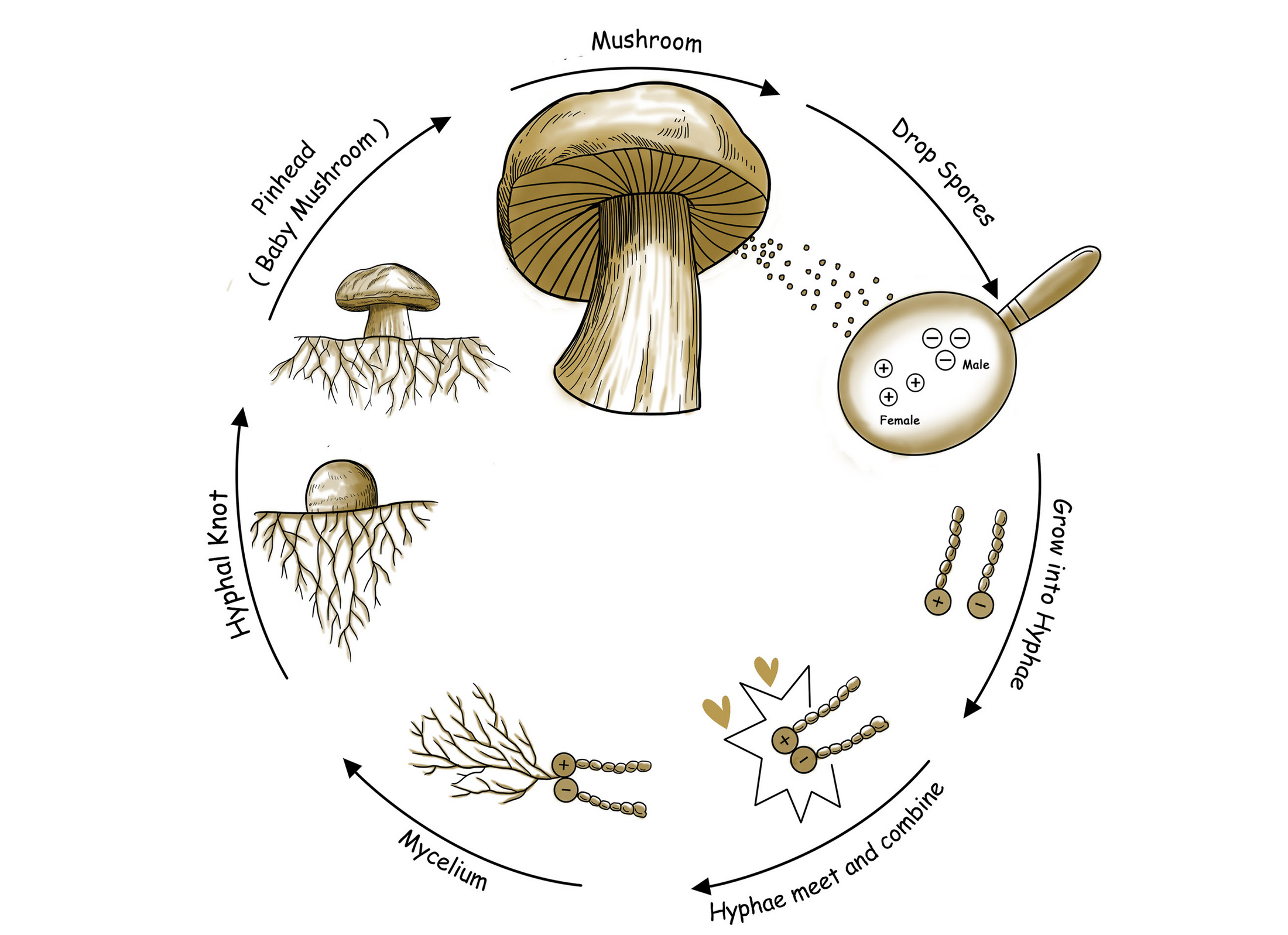 The Mushroom Life Cycle - Forest Origins