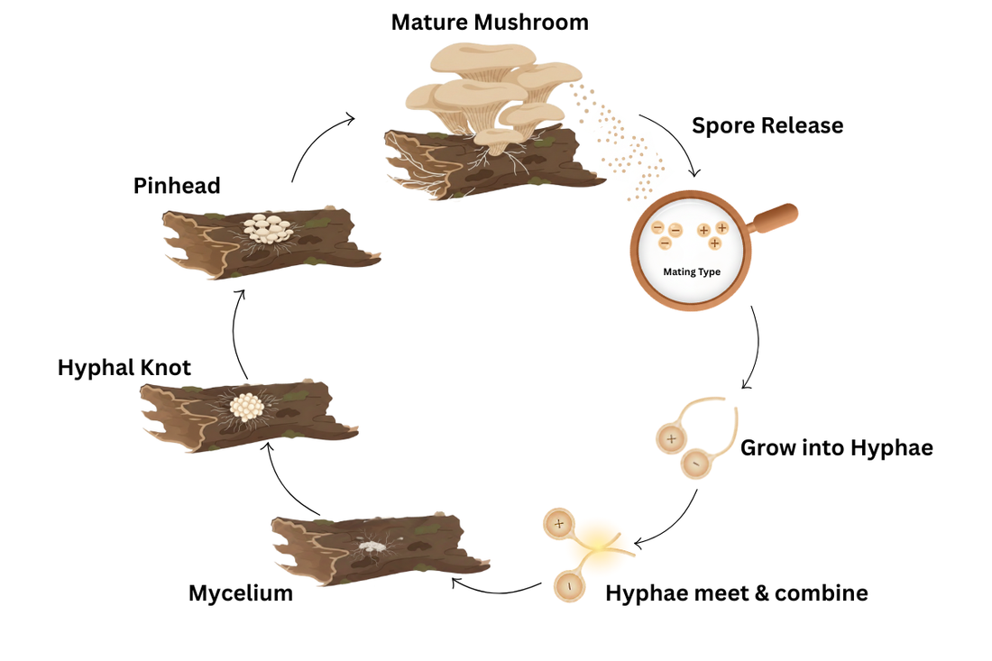Diagram of the oyster mushroom life cycle showing mature mushroom releasing spores, spores growing into hyphae, hyphae combining into mycelium, forming hyphal knots, developing into pinheads, and maturing into full mushrooms.