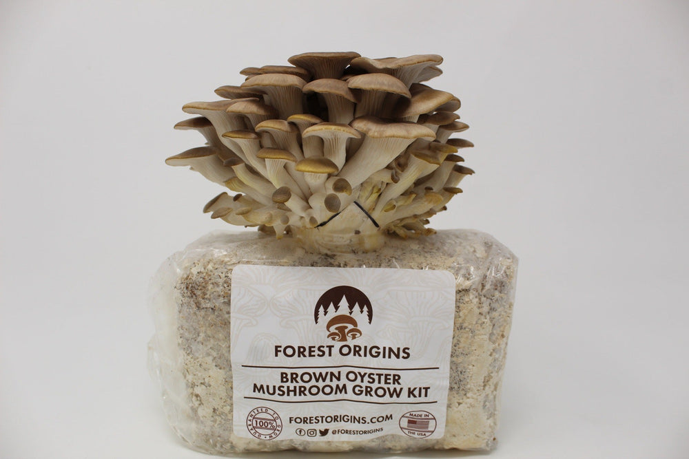 Brown oyster mushroom cluster ready to harvest on a Forest Origins Brown Oyster Mushroom Grow Kit