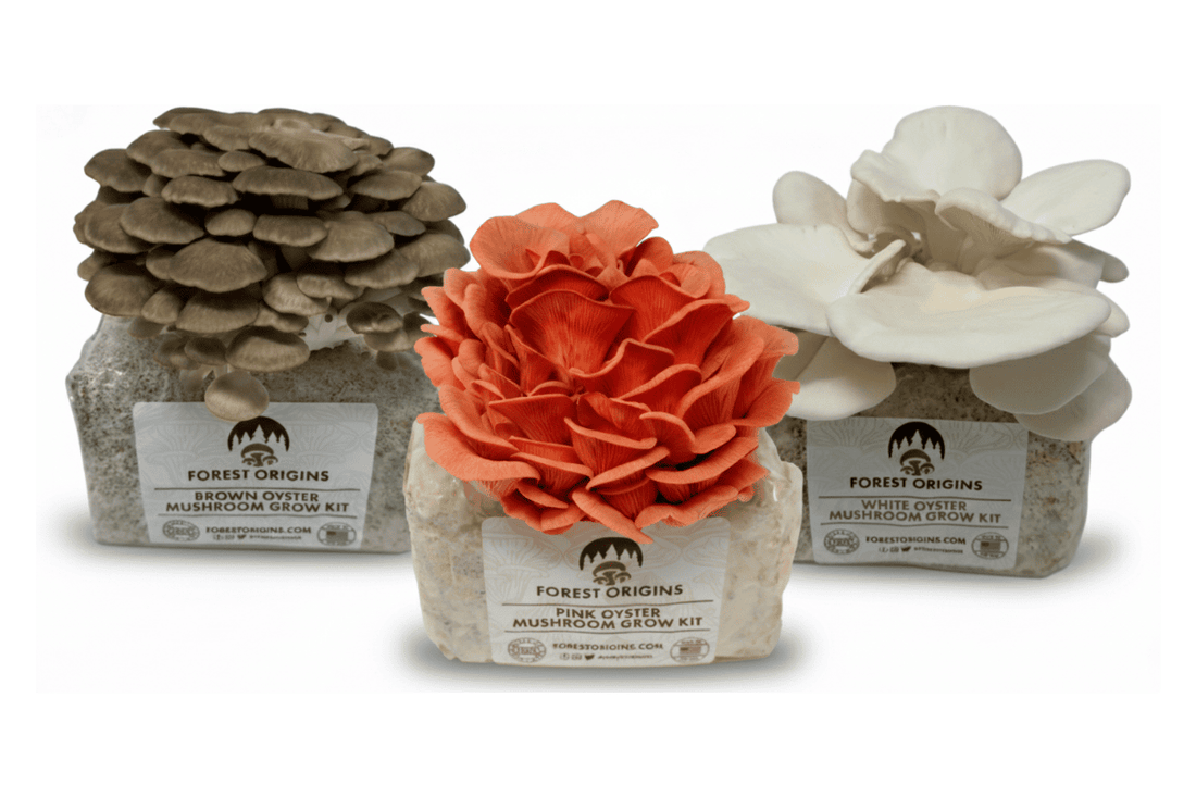 Oyster mushroom grow kits with pink, brown, and white varieties showing full first harvest clusters