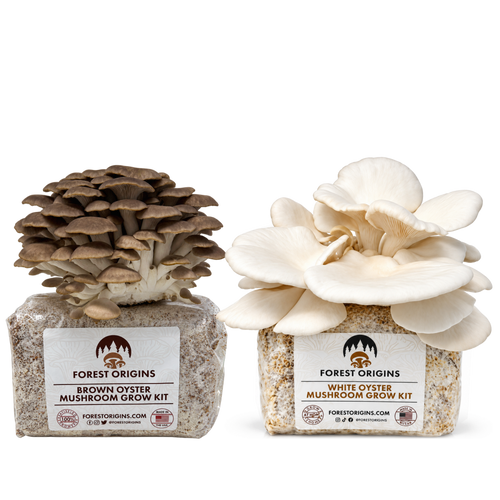 Brown and White oyster mushrooms growing from two Forest Origins kits.
