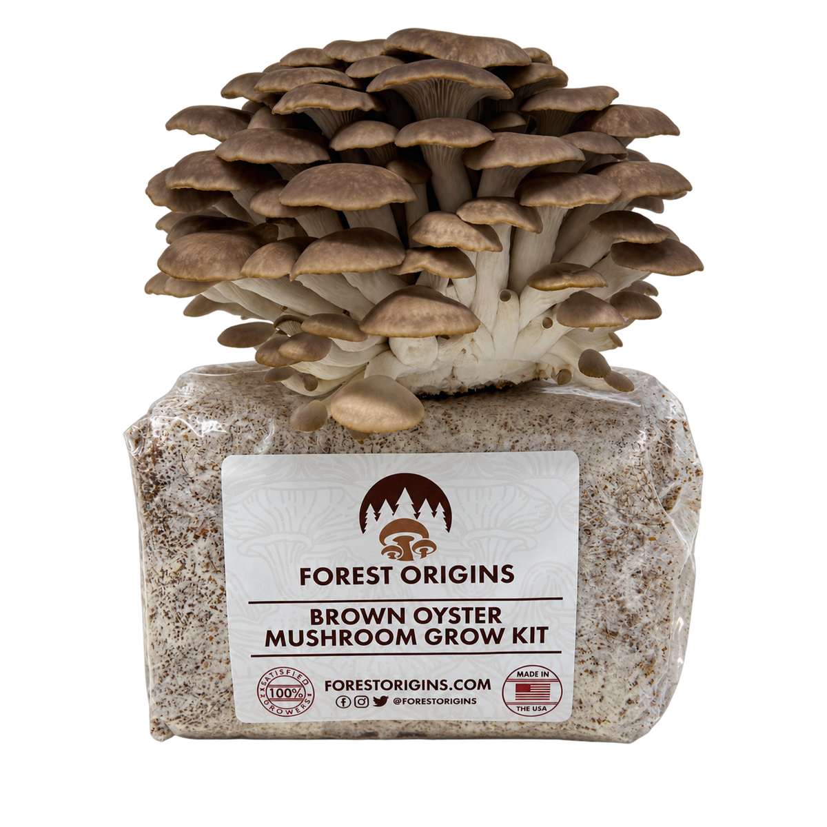Brown oyster mushrooms growing from a Forest Origins kit.