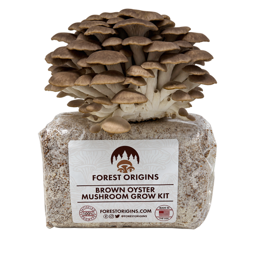 Brown oyster mushrooms growing from a Forest Origins kit.