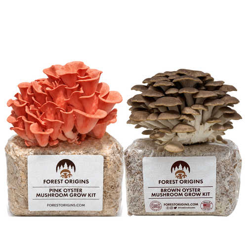 Pink and Brown oyster mushrooms growing from two Forest Origins kits.