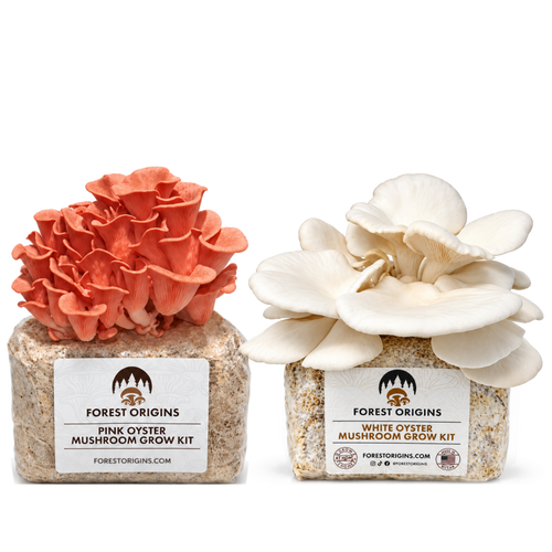 Pink and White oyster mushrooms growing from two Forest Origins kits.