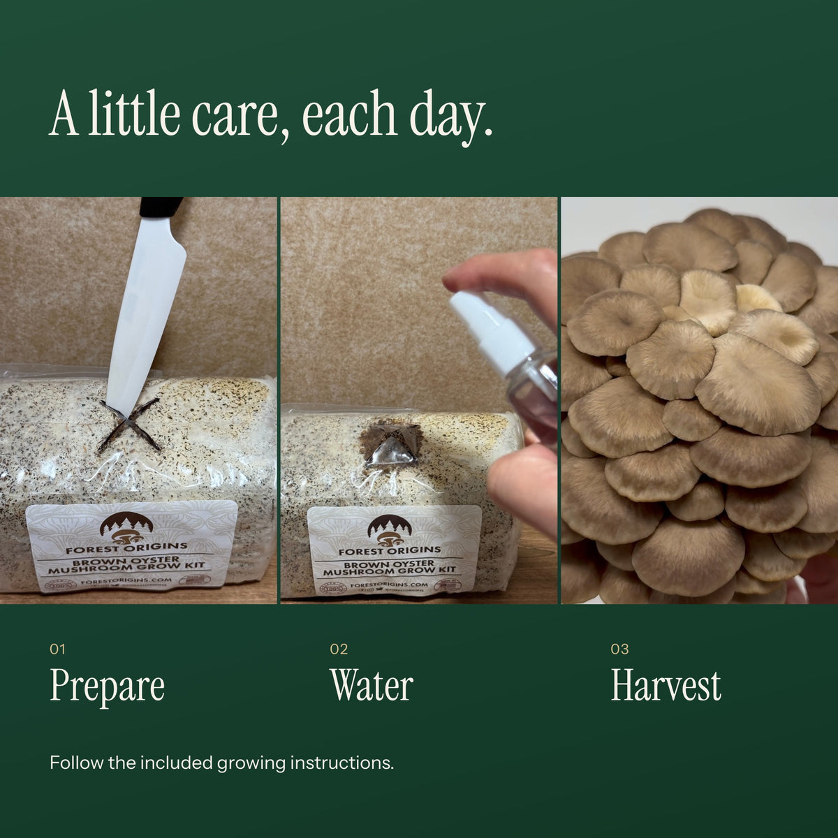 Preparing, misting and harvesting a Brown Oyster mushroom grow kit.