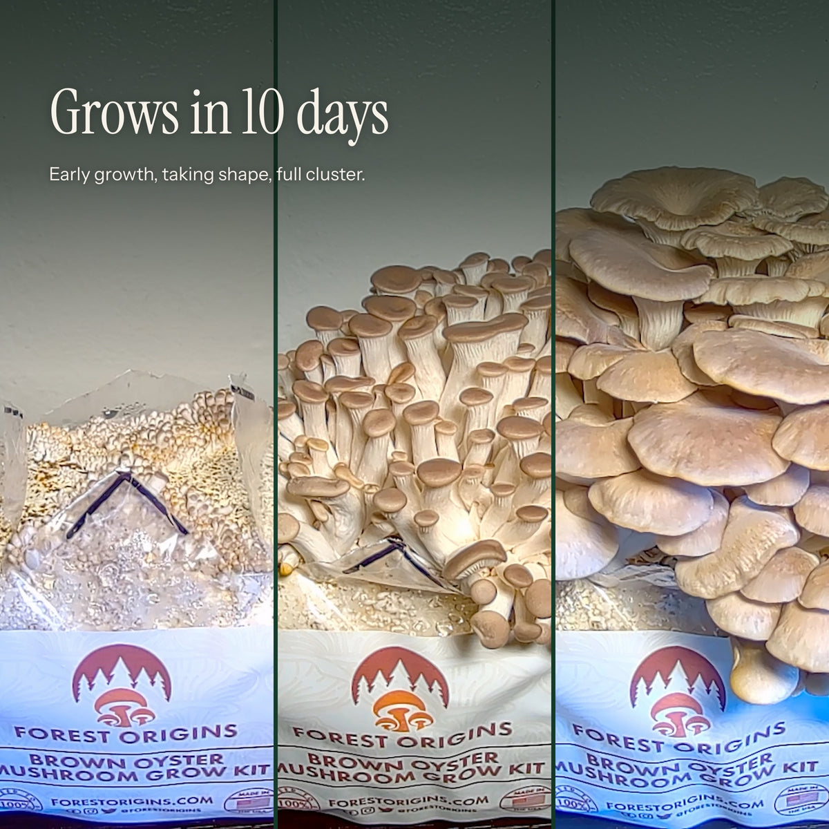 Brown oyster mushroom growth shown from early growth to mature clusters.