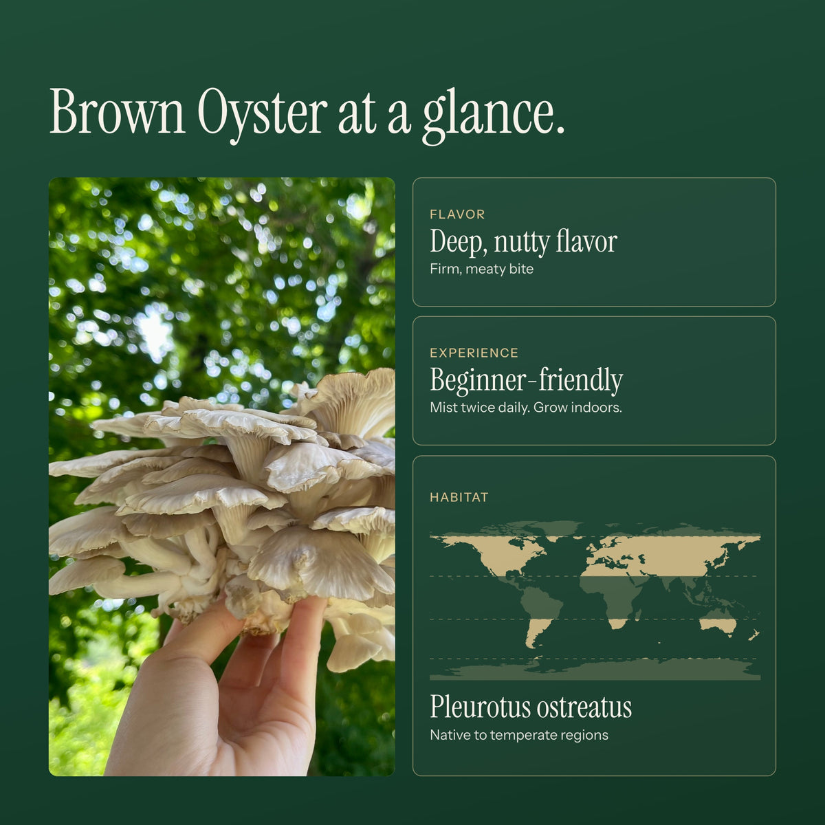 Brown oyster mushroom clusters with information about flavor, indoor care and habitat.