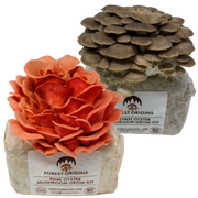 Pink and Brown Oyster Mushroom Grow Kit 2-Pack