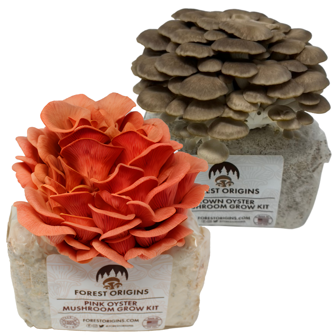 Pink & Brown Oyster Mushroom Grow Kit (2-Pack)