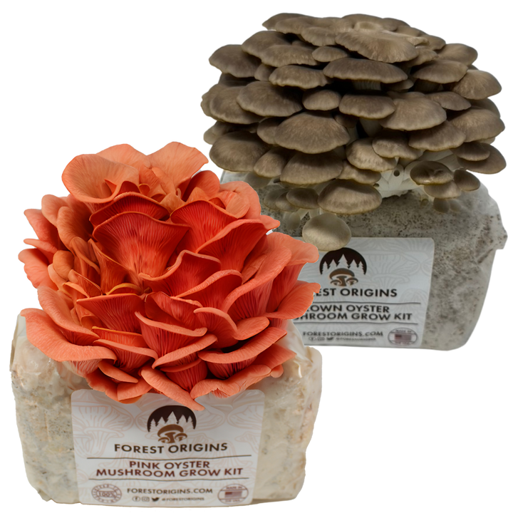 Pink and brown oyster mushroom grow kit two-pack
