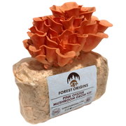 Pink Oyster Mushroom Grow Kit