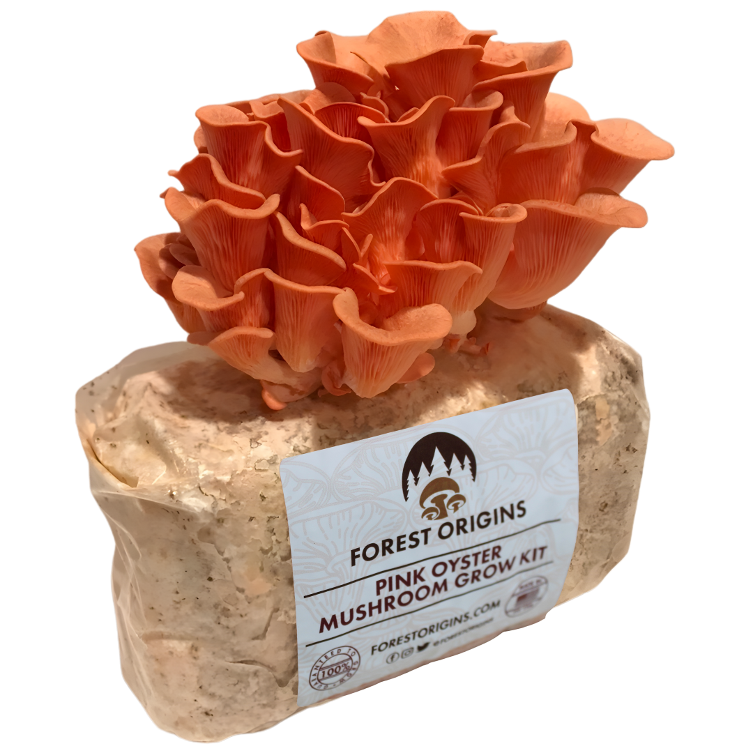 Pink Oyster Mushroom Grow Kit