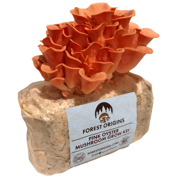 Pink oyster mushroom grow kit with a mature pink oyster mushroom cluster