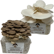 Brown and White Oyster Mushroom Grow Kit 2-Pack