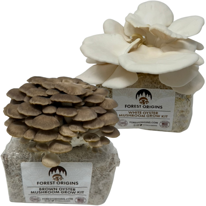 Brown and white oyster mushroom grow kit two-pack