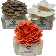 Specialty Trio Oyster Mushroom Grow Kit