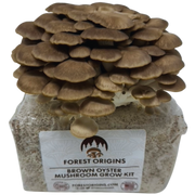 Brown Oyster Mushroom Grow Kit