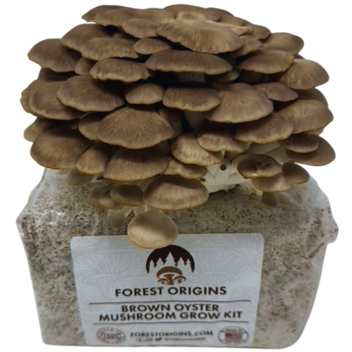 Brown oyster mushroom grow kit with a mature brown oyster mushroom cluster
