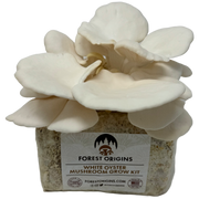 White Oyster Mushroom Grow Kit