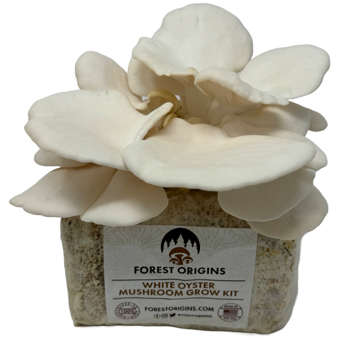 White Oyster Mushroom Grow Kit