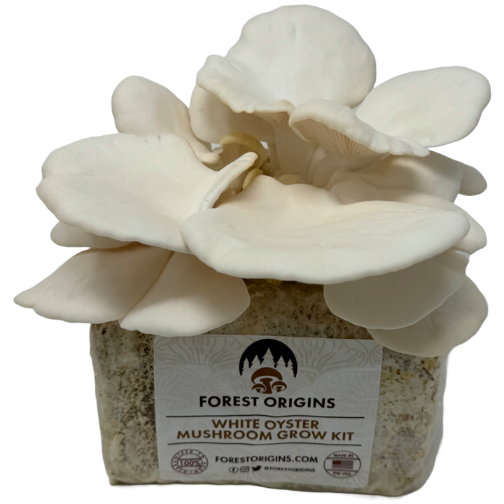 White oyster mushroom grow kit with a mature white oyster mushroom cluster