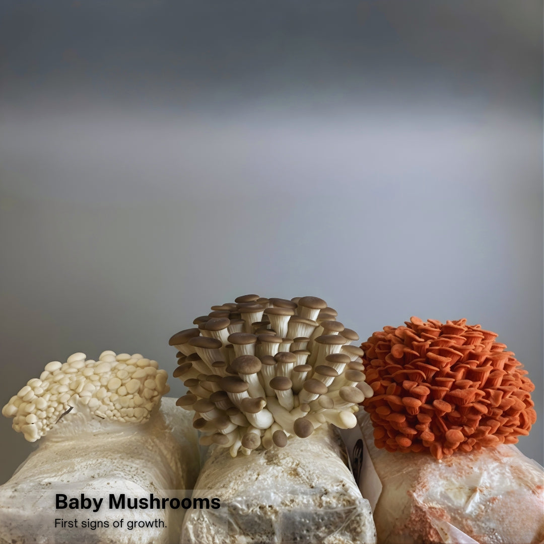 Pink, White, and Brown Oyster mushrooms growing from Forest Origins grow kits