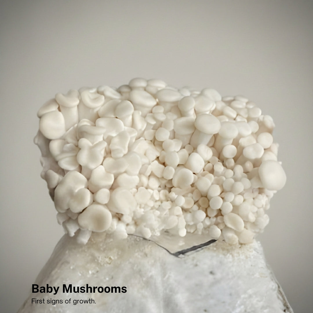 White Oyster Mushroom Grow Kit