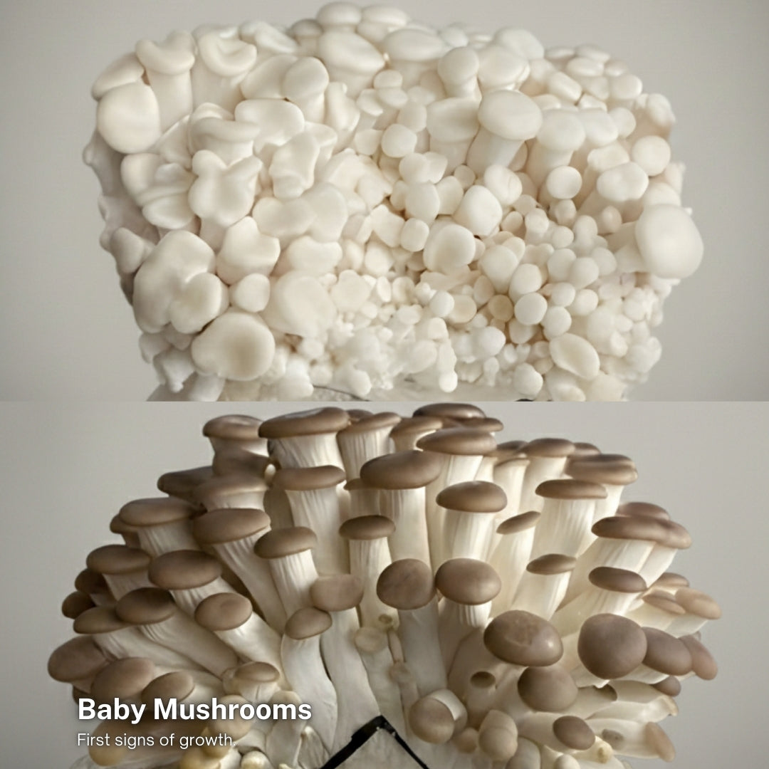 Brown & White Oyster Mushroom Grow Kit (2-Pack)