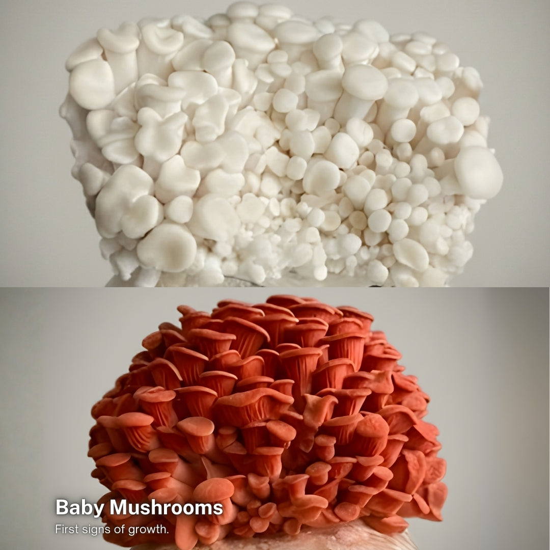 Pink & White Oyster Mushroom Grow Kit (2-Pack)