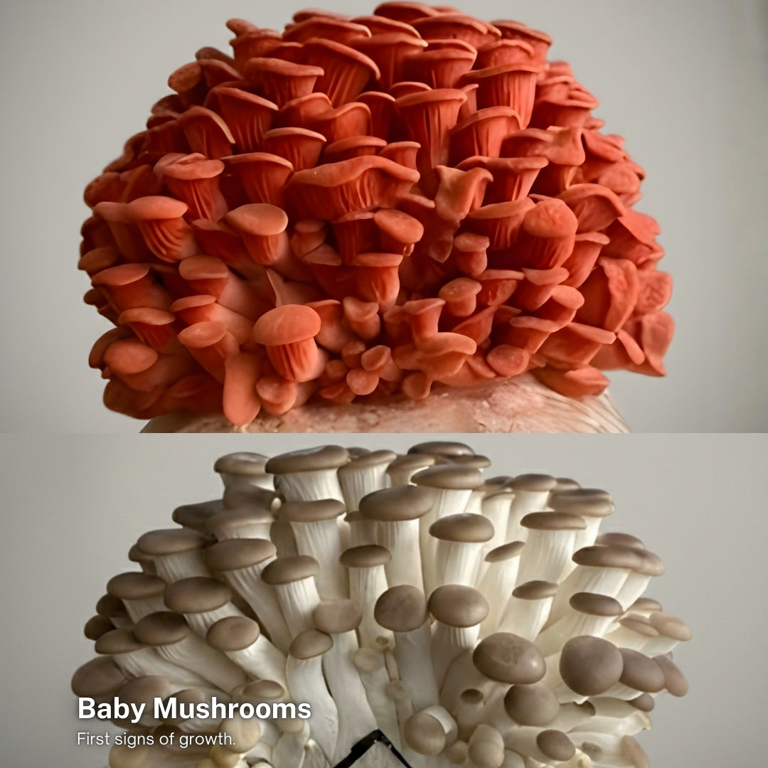 Pink & Brown Oyster Mushroom Grow Kit (2-Pack)