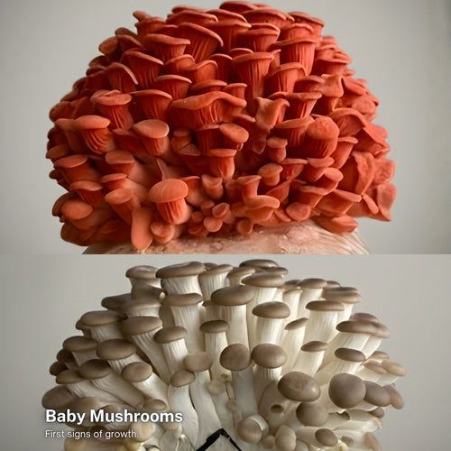 Pink & Brown Oyster Mushroom Grow Kit (2-Pack)