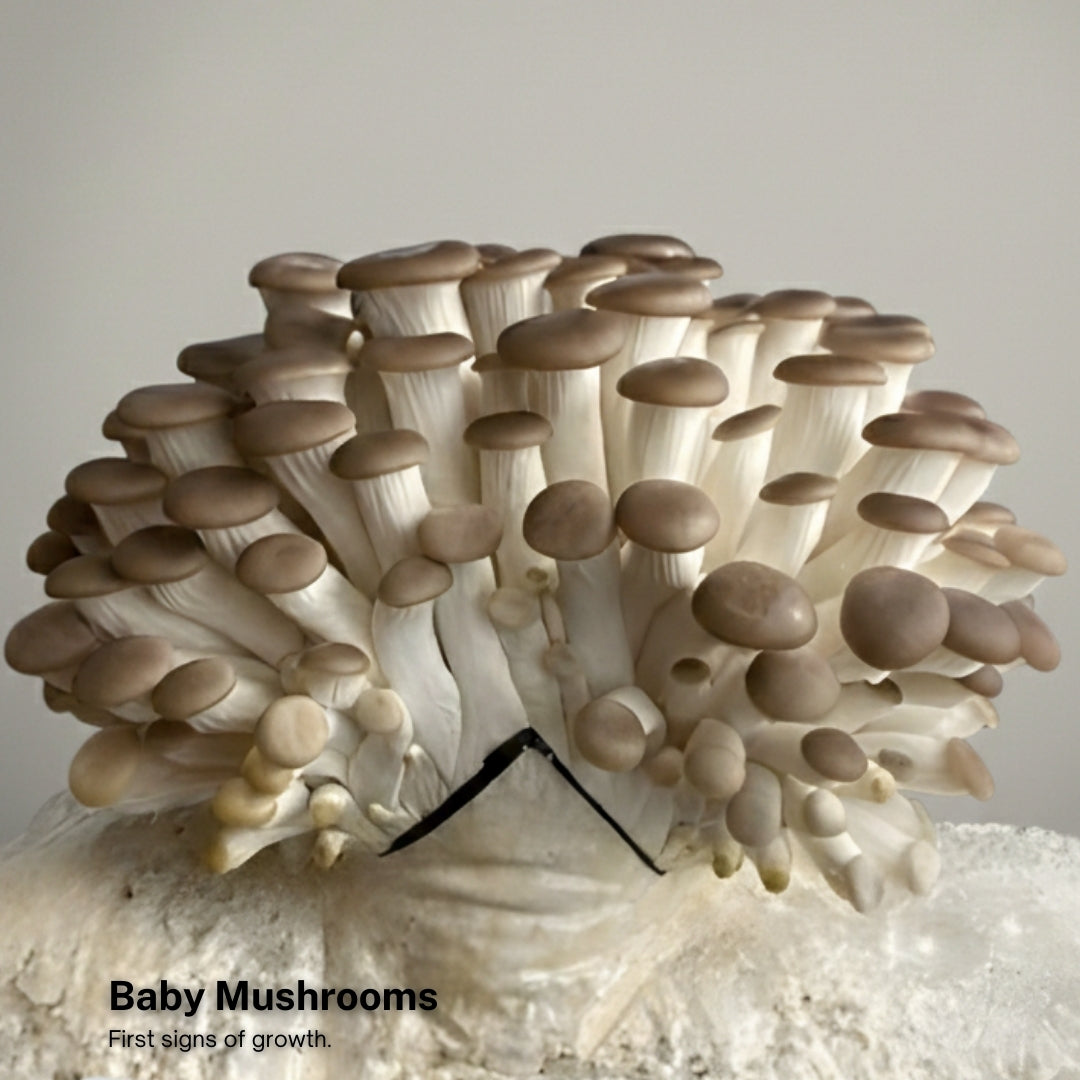 Brown Oyster Mushroom Grow Kit