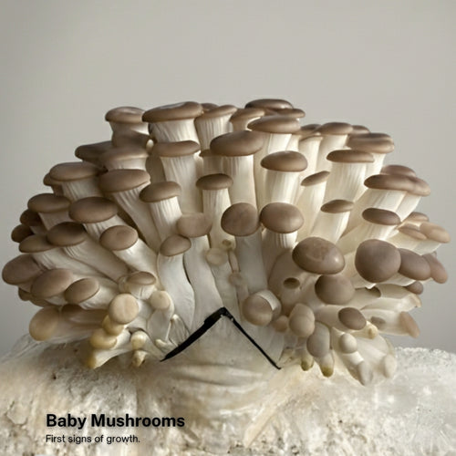 Brown Oyster Mushroom Grow Kit