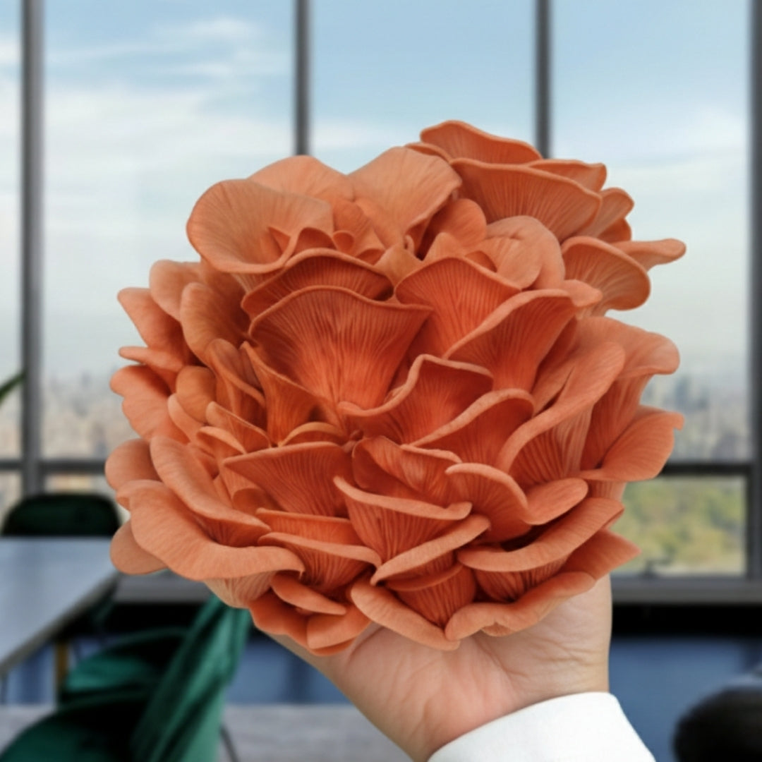 Freshly harvested Pink Oyster mushrooms grown from a Forest Origins kit