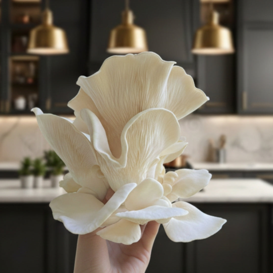 White Oyster Mushroom Grow Kit