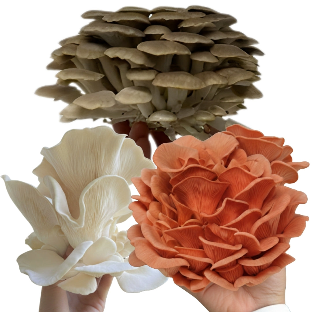 Specialty Trio Oyster Mushroom Grow Kit (3-Pack)