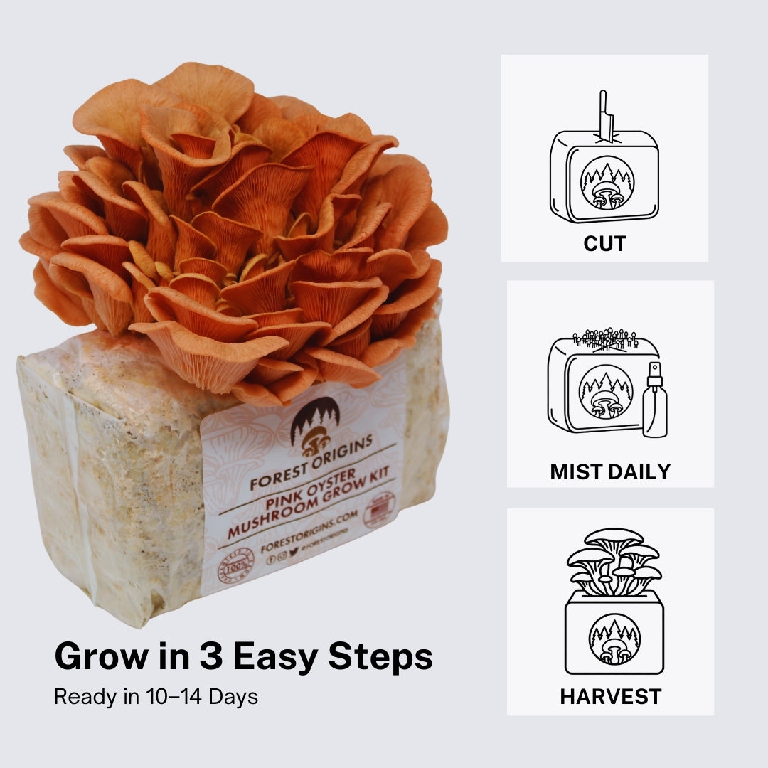 Pink Oyster Mushroom Grow Kit