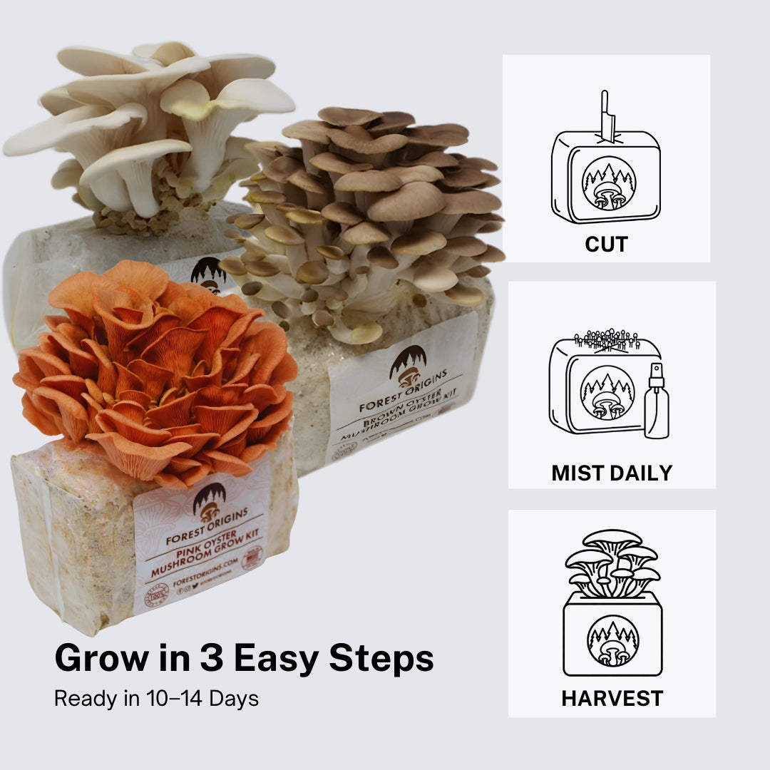 Specialty Trio Oyster Mushroom Grow Kit (3-Pack)