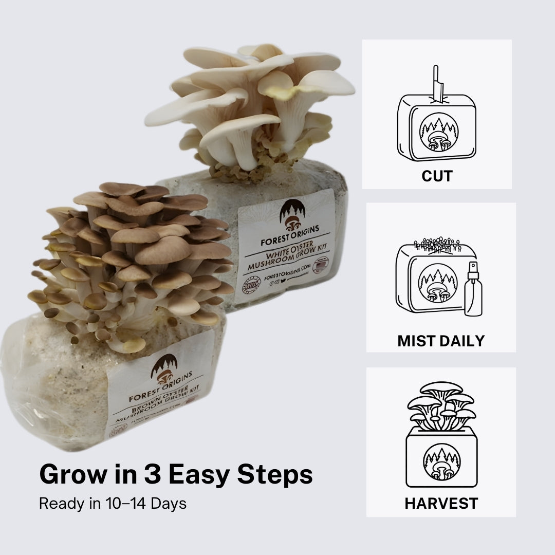 Brown & White Oyster Mushroom Grow Kit (2-Pack)