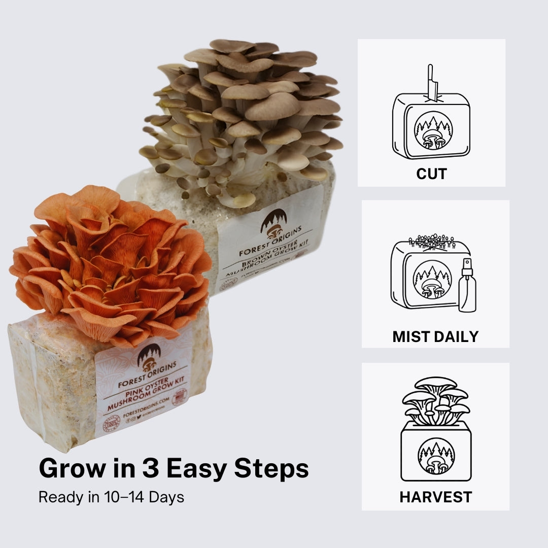 Pink & Brown Oyster Mushroom Grow Kit (2-Pack)